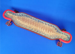 40" Platypus Custom Resin Longboard, Closeout